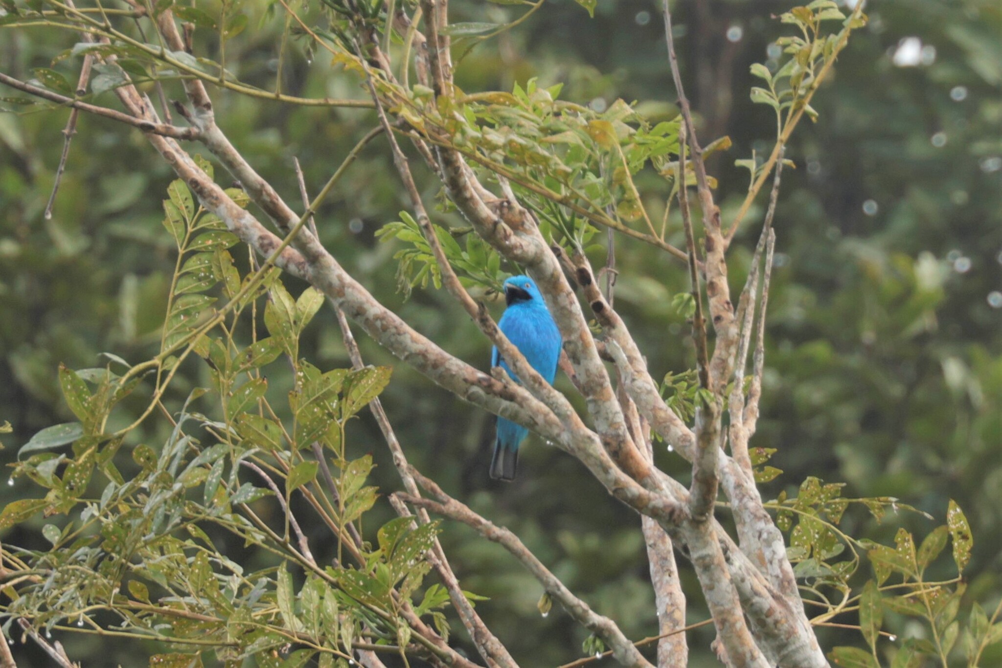 Plum-throated Cotinga (Cotinga maynana), photo 5