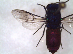 Chrysidoidea
