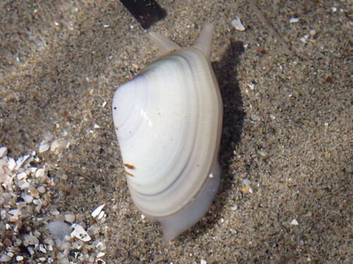 Wedge Clam