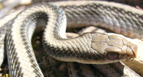 Western Patch-nosed Snake