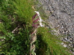 Silene gallica anglica