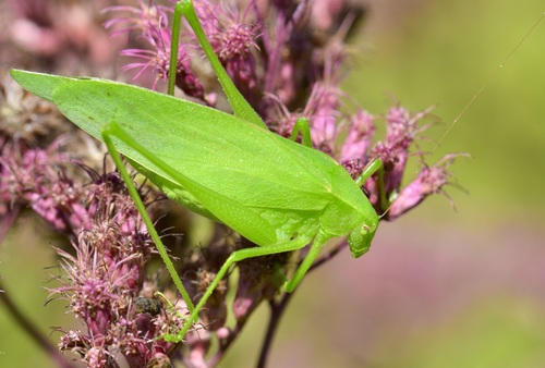 Oblong-winged Katydids photo 6