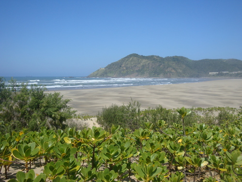 coastal inkberry