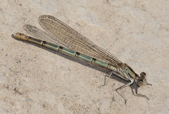 Argia emma