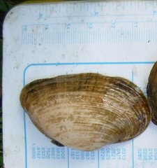 Alasmidonta marginata