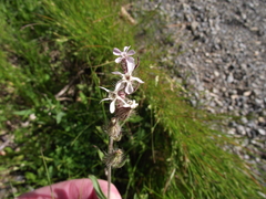 Silene gallica anglica