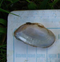 Alasmidonta marginata