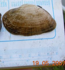 Alasmidonta marginata