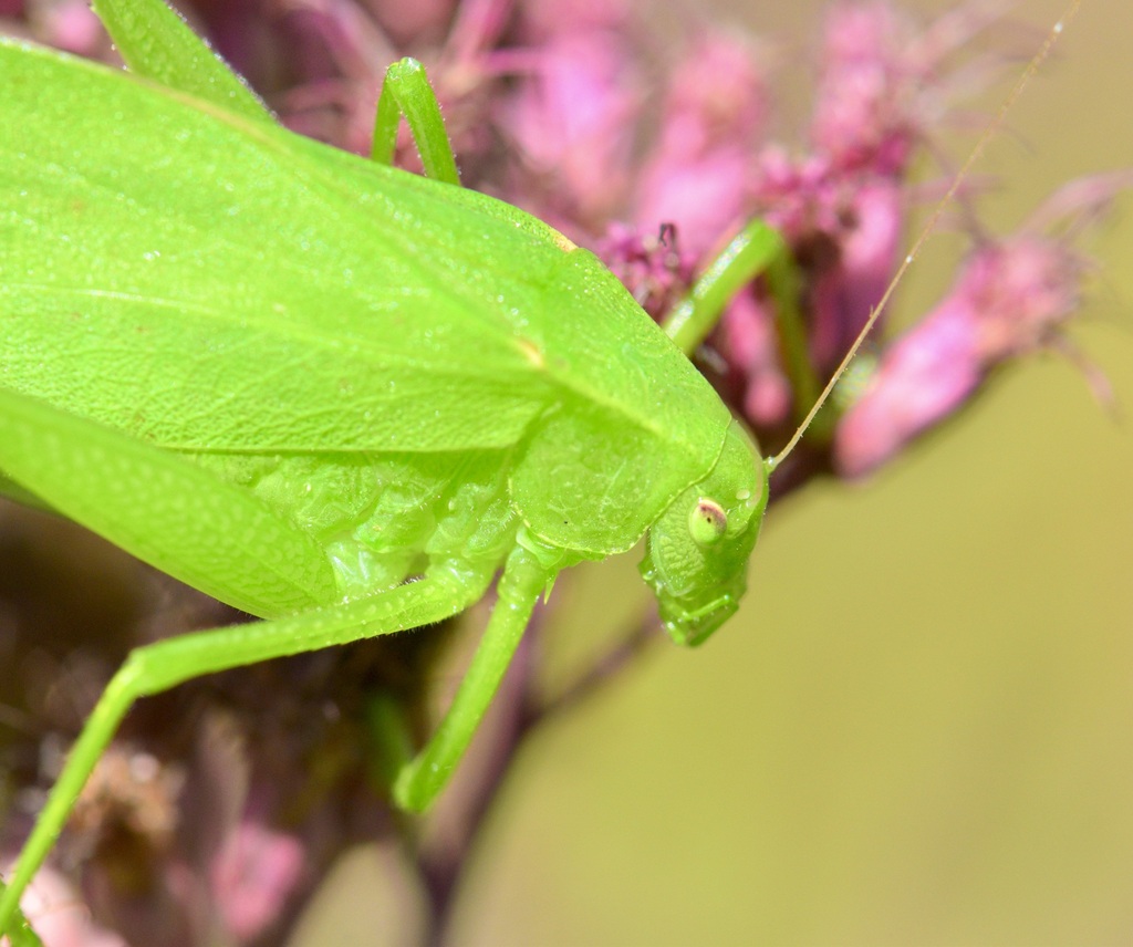 Round-headed Katydids
