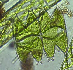 Micrasterias laticeps