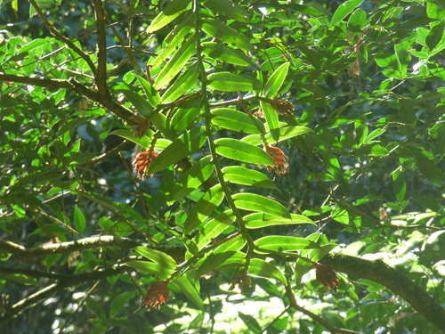 Epidendrum paranaense Barb.Rodr. 2