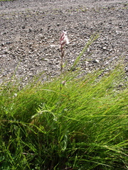 Silene gallica anglica