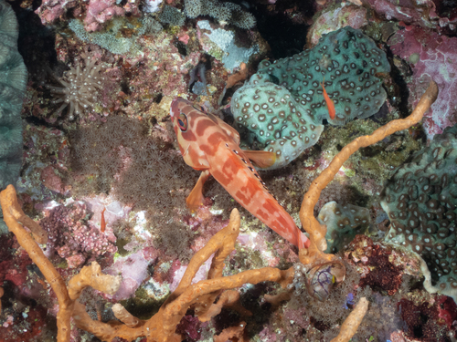 Epinephelus fasciatus