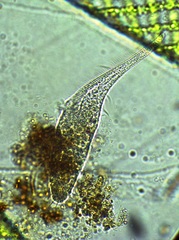Stichotricha