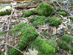 Thamnobryum alleghaniense