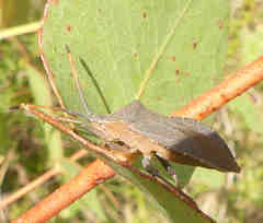 Amorbus rubiginosus