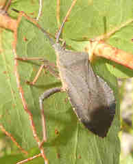 Amorbus rubiginosus