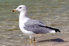 Larus fuscus barabensis