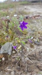 Campanula pallida