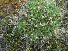 Potentilla biflora