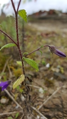 Campanula pallida