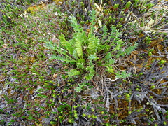 Oxytropis maydelliana