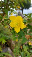 Hypericum uralum