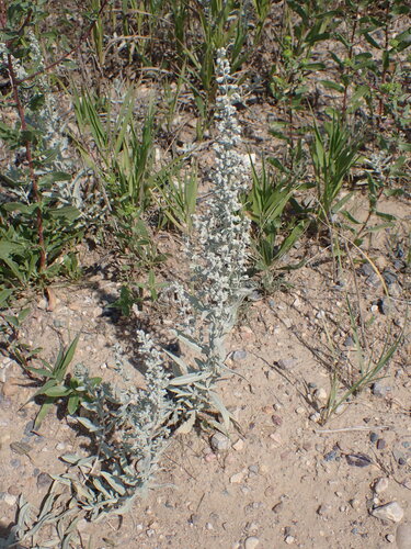 Silver Wormwood