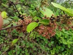 Vincetoxicum dalzellii