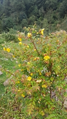 Hypericum uralum
