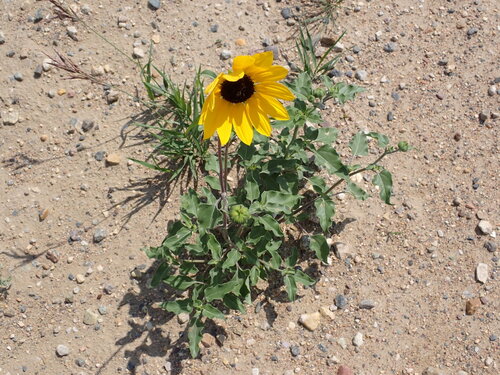 prairie sunflower