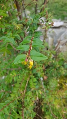 Hypericum uralum