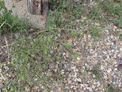 Curlycup Gumweed