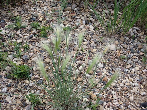 Foxtail Barley