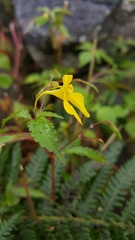 Impatiens racemosa