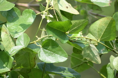 Cocculus hirsutus