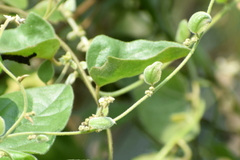 Cocculus hirsutus