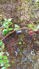 Gaultheria nummularioides