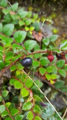 Gaultheria nummularioides