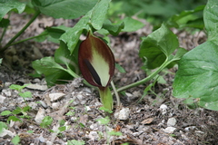 Arum orientale