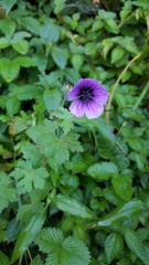 Geranium procurrens