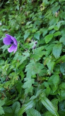 Geranium procurrens