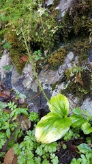 Malaxideae