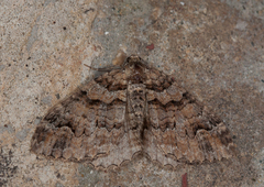 Catarhoe hortulanaria