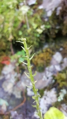 Malaxideae