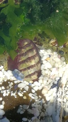 Chitonoidea