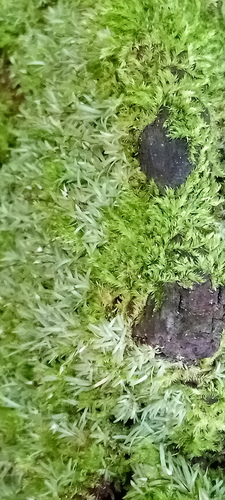 white octoblepharum moss