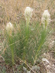 Asphodeline taurica