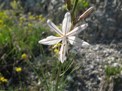 Asphodeline tenuior