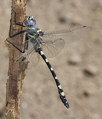 Macromia magnifica